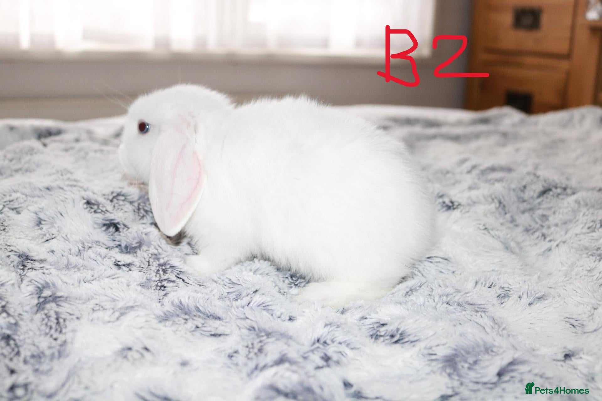 Mini Lop rabbits Mini Lop Babies - one buck left - Advert 2