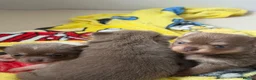 Chihuahua dogs for sale: Tiny Teddy bear 🧸 Chihuahuas  - Advert 19
