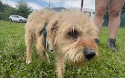 Mixed Breed dogs for adoption: Meet Charlie, currently residing in Aberdeen - Advert 3