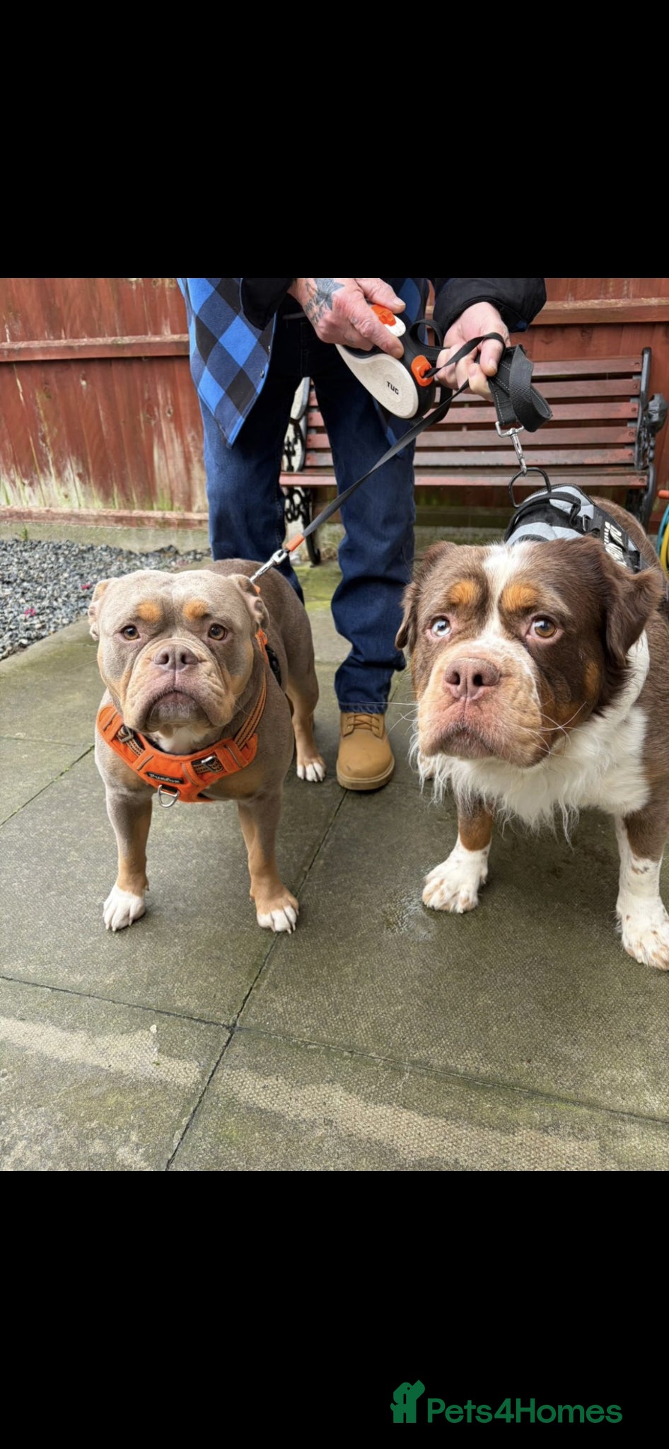 Olde English Bulldogge dogs Olde English fluffy Bulldogges - Advert 2