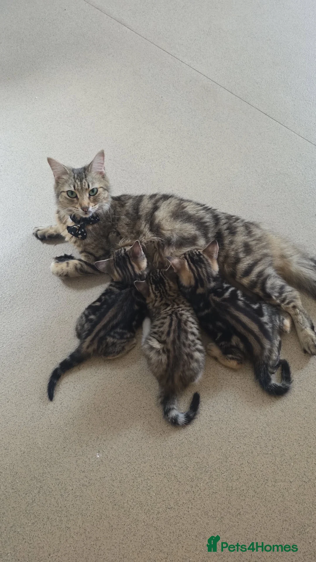 Mixed Breed cats for sale: 5 Kittens Looking for a New Home  - Advert 6