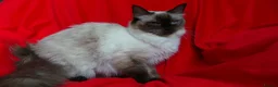 Ragdoll cats for sale: GCCF Reg. Ragdoll kittens, Champion lines - Advert 32