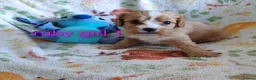 Mixed Breed dogs for sale: Beautiful Cavalier Mix Breed pups - Advert 7