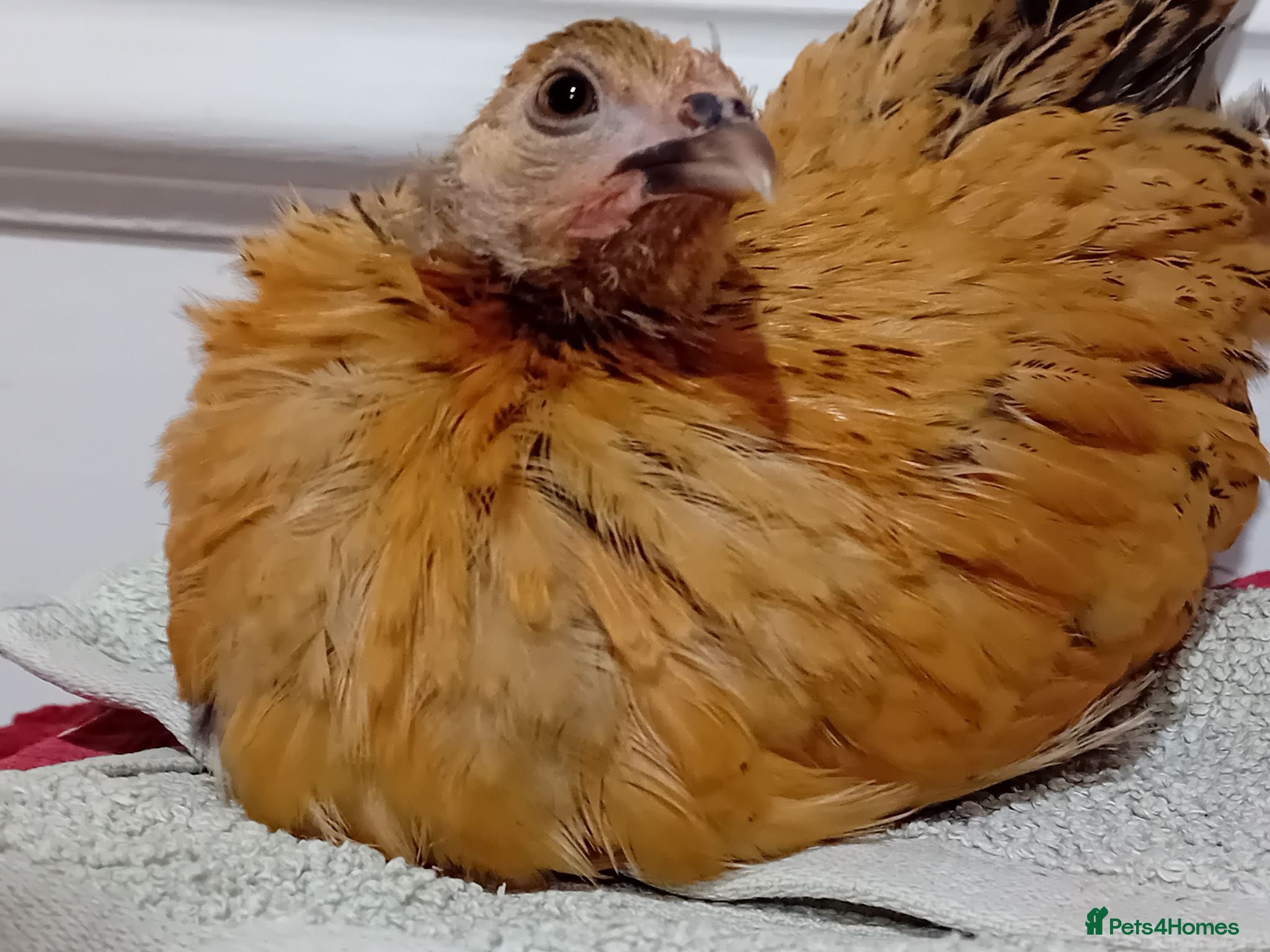 Chickens poultry Indoor Therapy Serama Hen -  Highly Tame - Advert 4