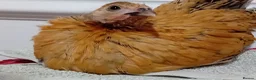 Chickens poultry for sale: Indoor Therapy Serama Hen -  Highly Tame - Advert 29