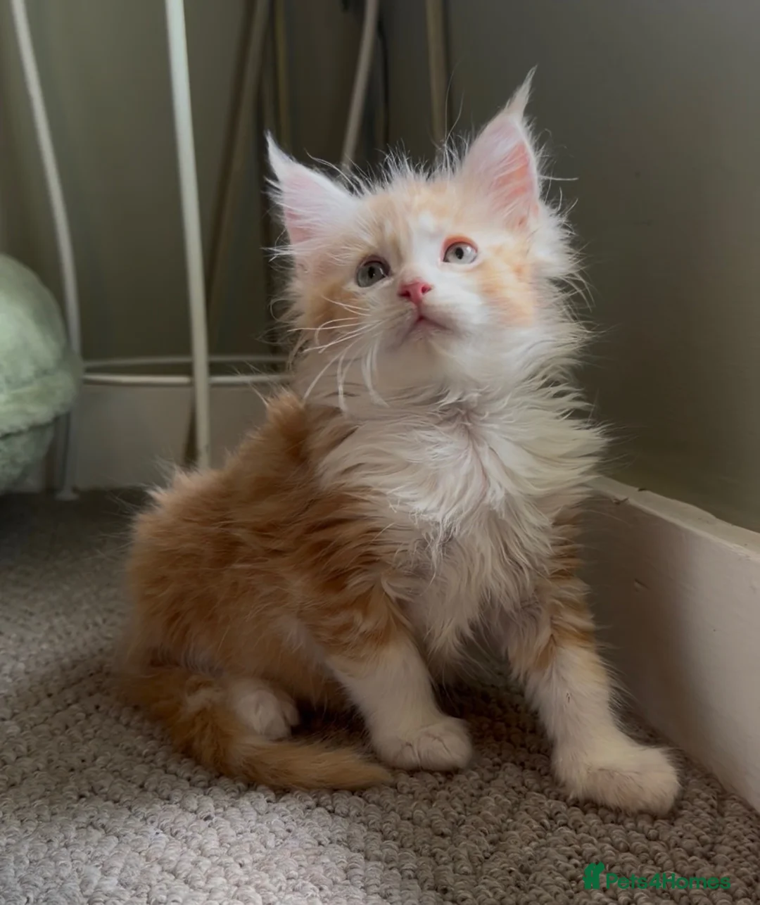 Maine Coon cats for sale: Maine Coon Kittens can be TICA reg  in Dorking - Advert 11