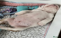 English Bulldog dogs for sale: KC Reg English Bulldog Pups - Image 10