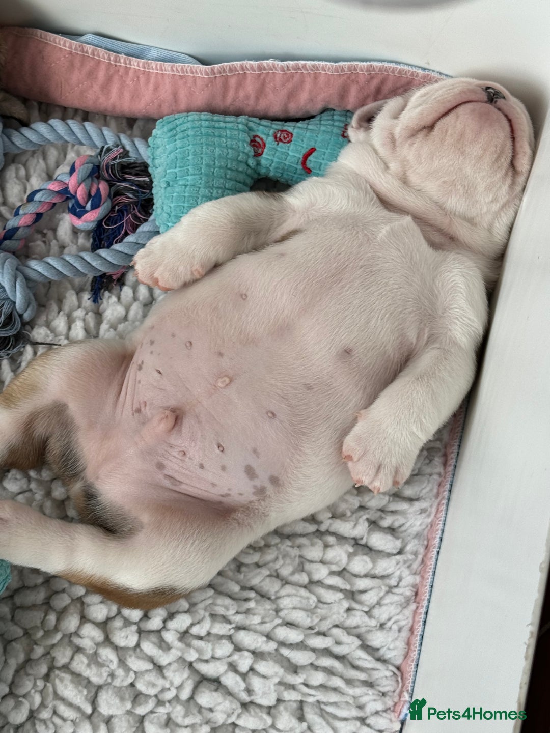 English Bulldog dogs for sale: KC Reg English Bulldog Pups - Image 10