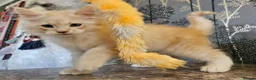 Maine Coon cats for sale: THIS LITTER ALL SOLD😸😸😸NEXT LTTER AUGUST 2026 - Advert 19