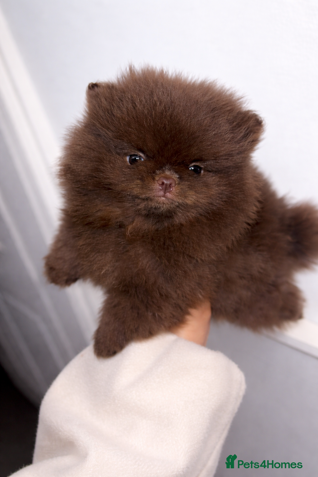 Pomeranian dogs Beautiful Chocolate Pomeranian Puppy - Advert 1