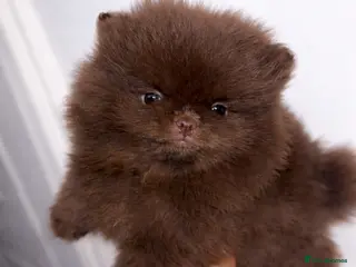 Pomeranian dogs Beautiful Chocolate Pomeranian Puppy - Advert 1