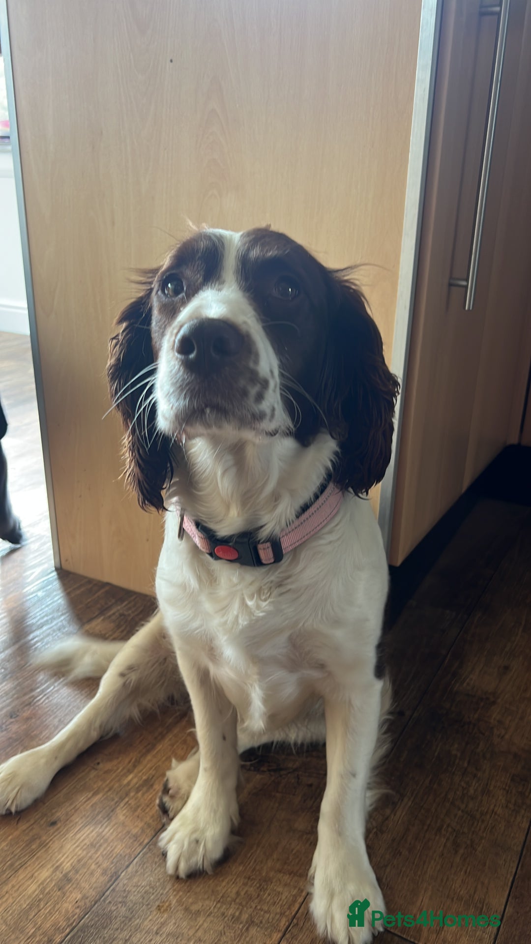 Sprocker dogs for sale: Sprocker Puppies Due - Image 9