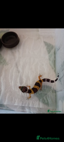 Leopard Gecko reptiles - Advert 1