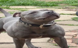Staffordshire Bull Terrier dogs for stud: STUD…. Blue Siras champion bloodlines  in Stroud - Image 11