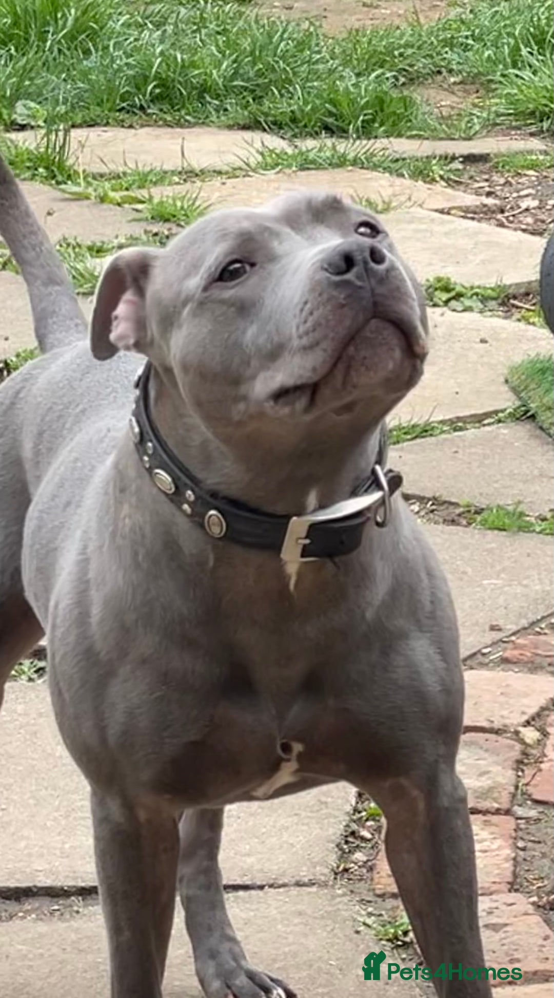 Staffordshire Bull Terrier dogs for stud: STUD…. Blue Siras champion bloodlines  in Stroud - Image 11