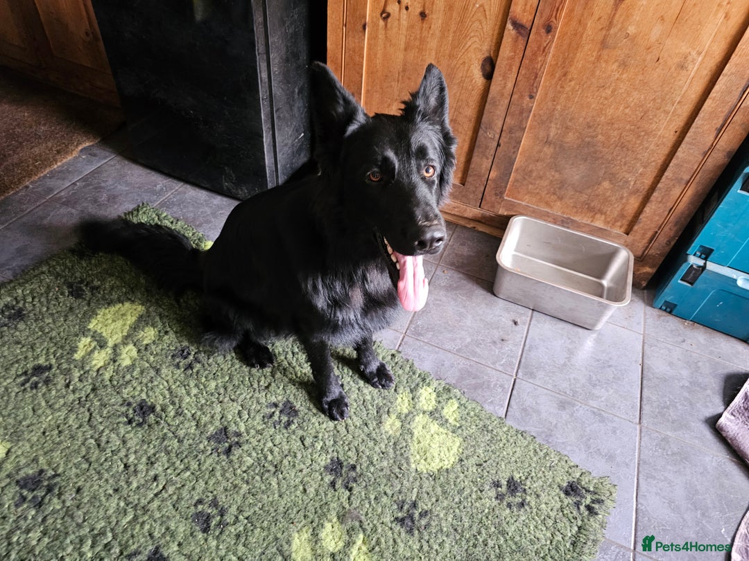 German Shepherd dogs for sale: German Shepherd  - Image 3