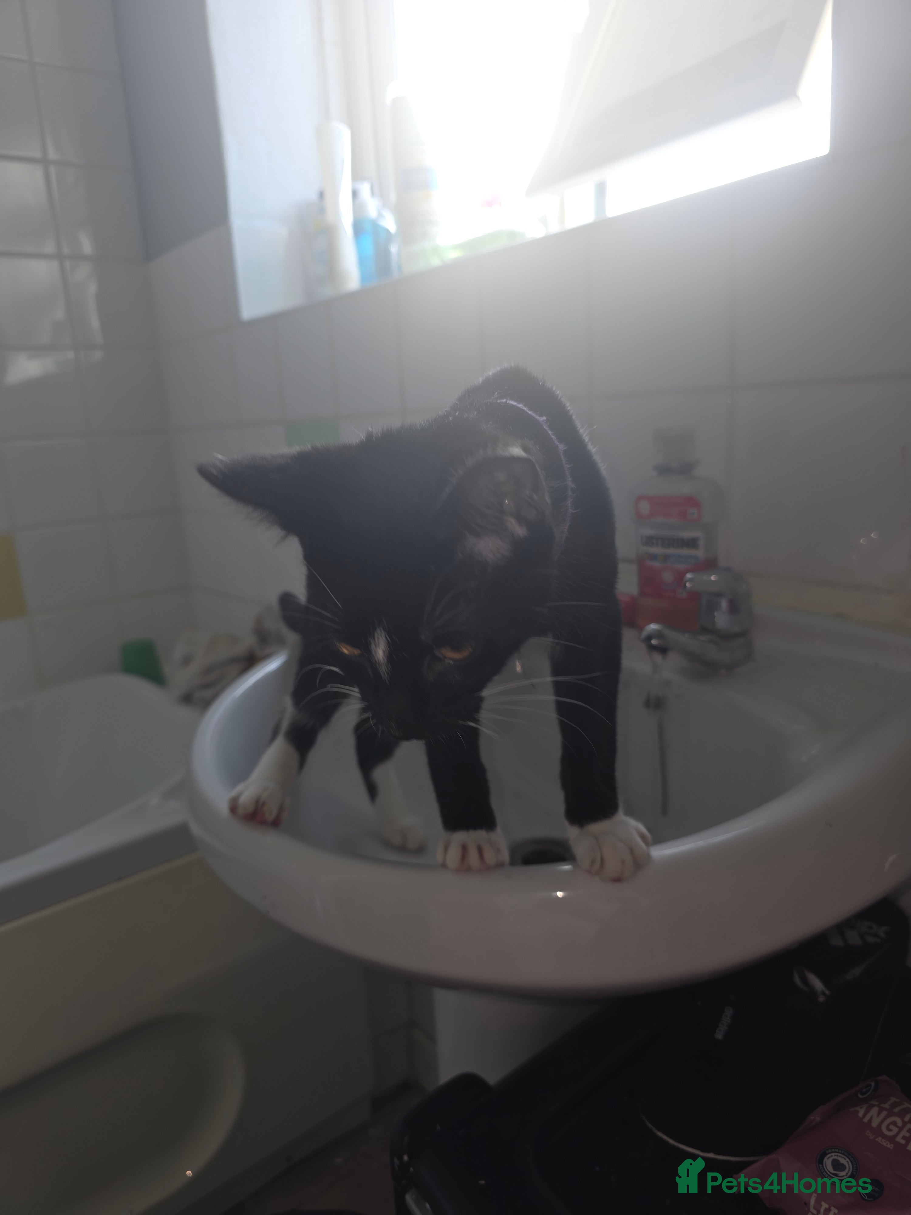 Savannah cats Savanah X short hair British house cat - Advert 4