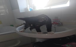 Savannah cats for sale: Savanah X short hair British house cat - Image 1