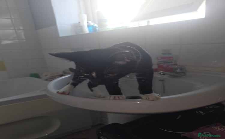 Savannah cats - Advert 1