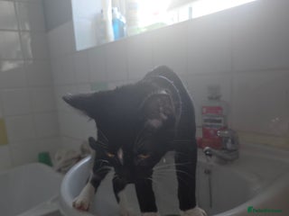 Savannah cats - Advert 25