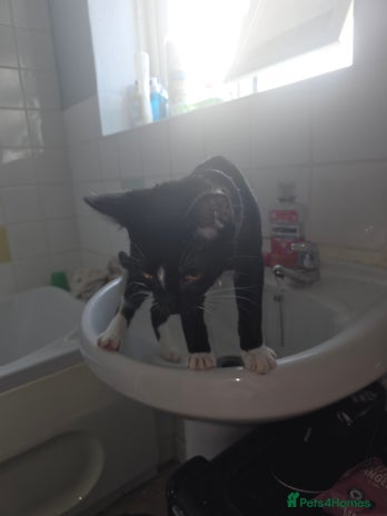 Savannah cats - Advert 1