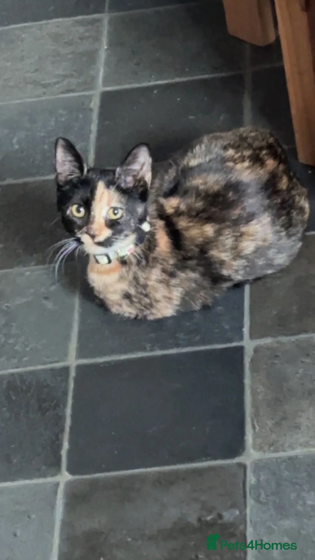 Mixed Breed cats for sale: Bengal mix kitten  - Advert 1