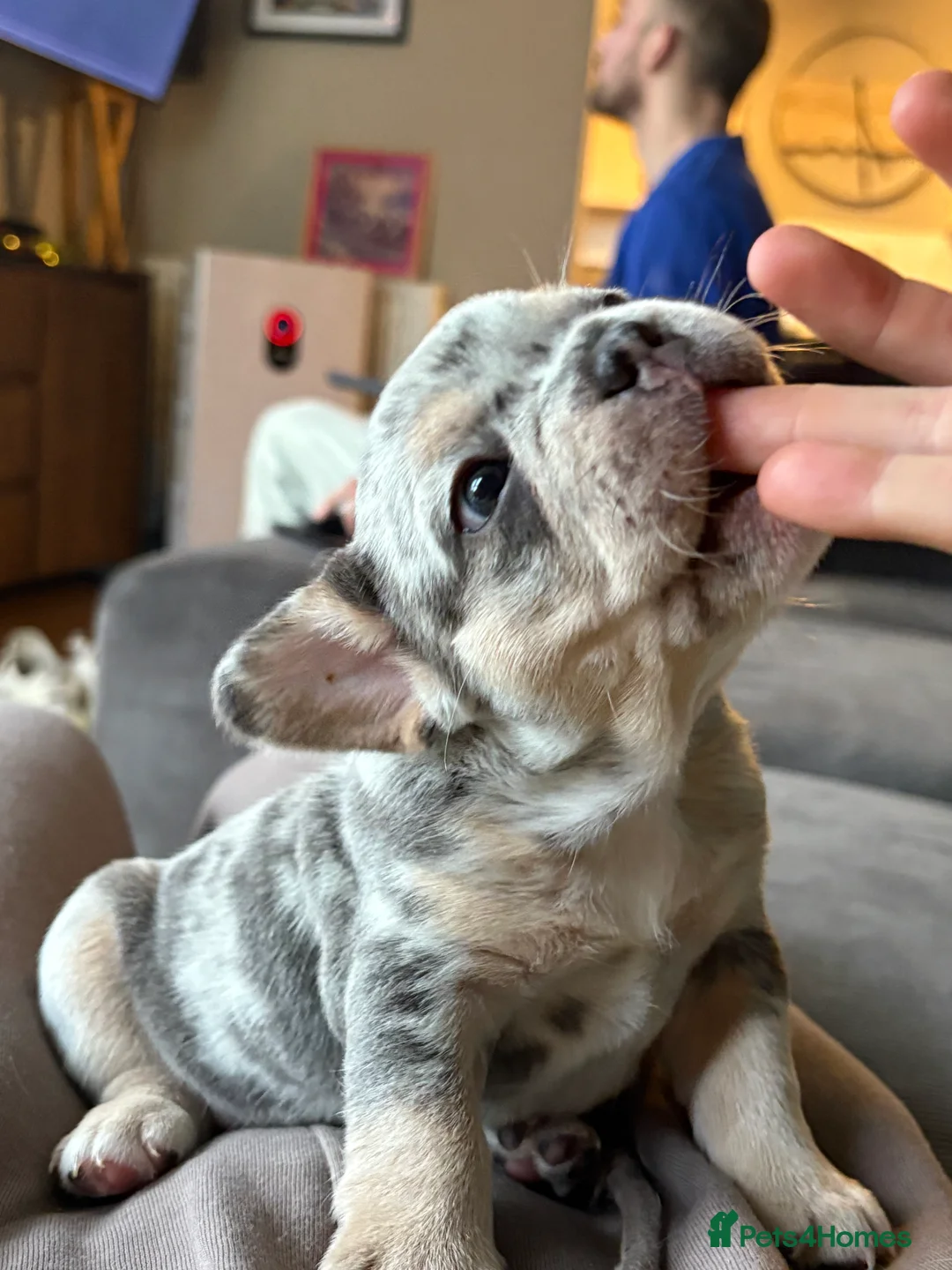 French Bulldog dogs for sale: *REDUCED*❤️‍🔥 - Advert 38