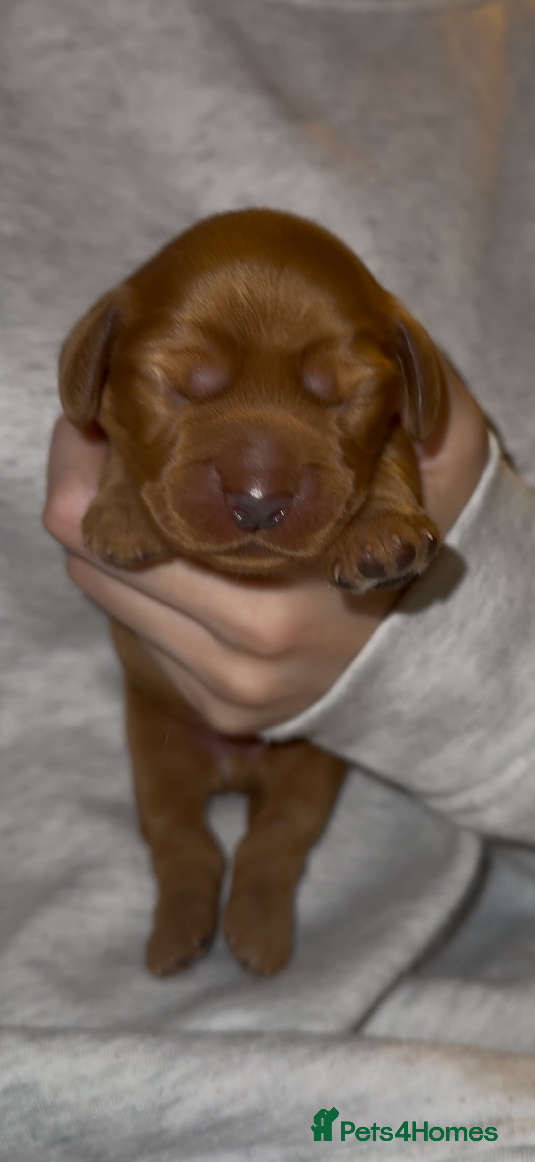 Cocker Spaniel dogs for sale: Outstanding simbawood line cocker spaniels  - Image 2