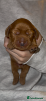 Cocker Spaniel dogs - Advert 9