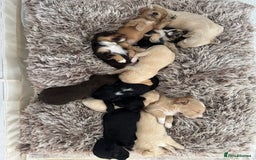 Mixed Breed dogs for sale: REDUCED - Cockapoochi Puppies - READY TO VIEW 🐶 - Image 19