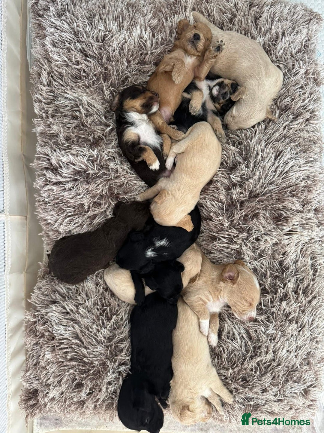 Mixed Breed dogs for sale: REDUCED - Cockapoochi Puppies - READY TO VIEW 🐶 - Image 19