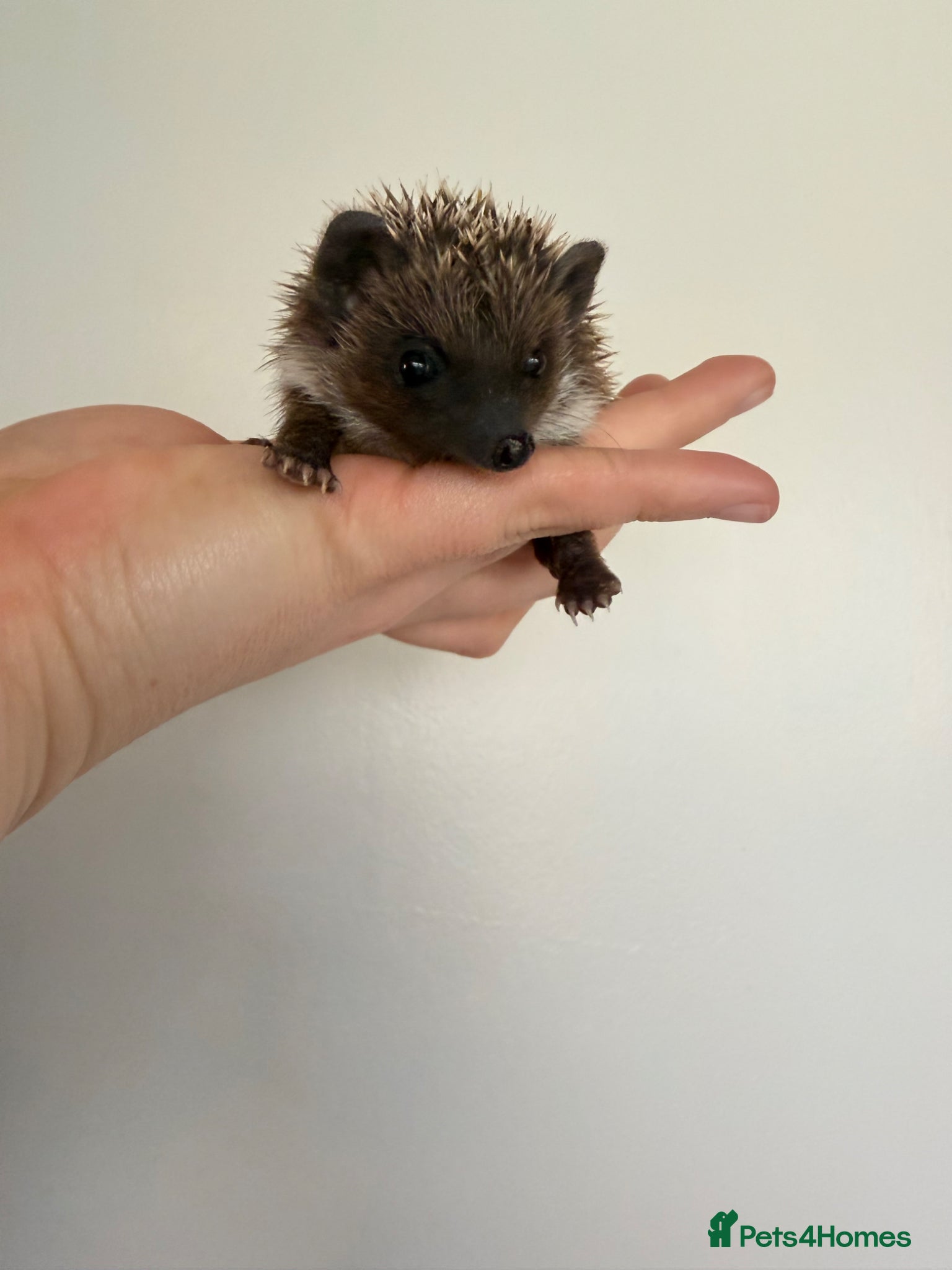 Pygmy Hedgehog rodents African Pygmy hedgehogs  - Advert 1