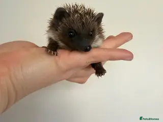 Pygmy Hedgehog rodents African Pygmy hedgehogs - Advert 1