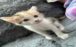 Mixed Breed cats for sale: Adorable Kittens Ready for Their Forever Homes!  - Image 13