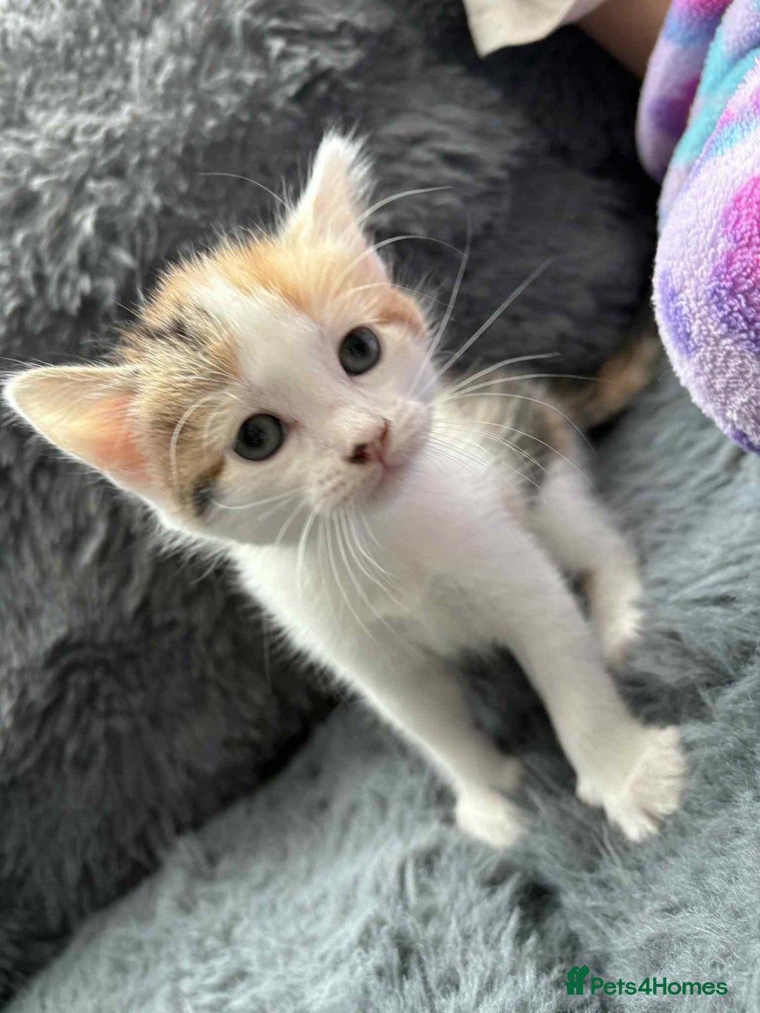 Mixed Breed cats for sale: Adorable Kittens Ready for Their Forever Homes!  - Image 13