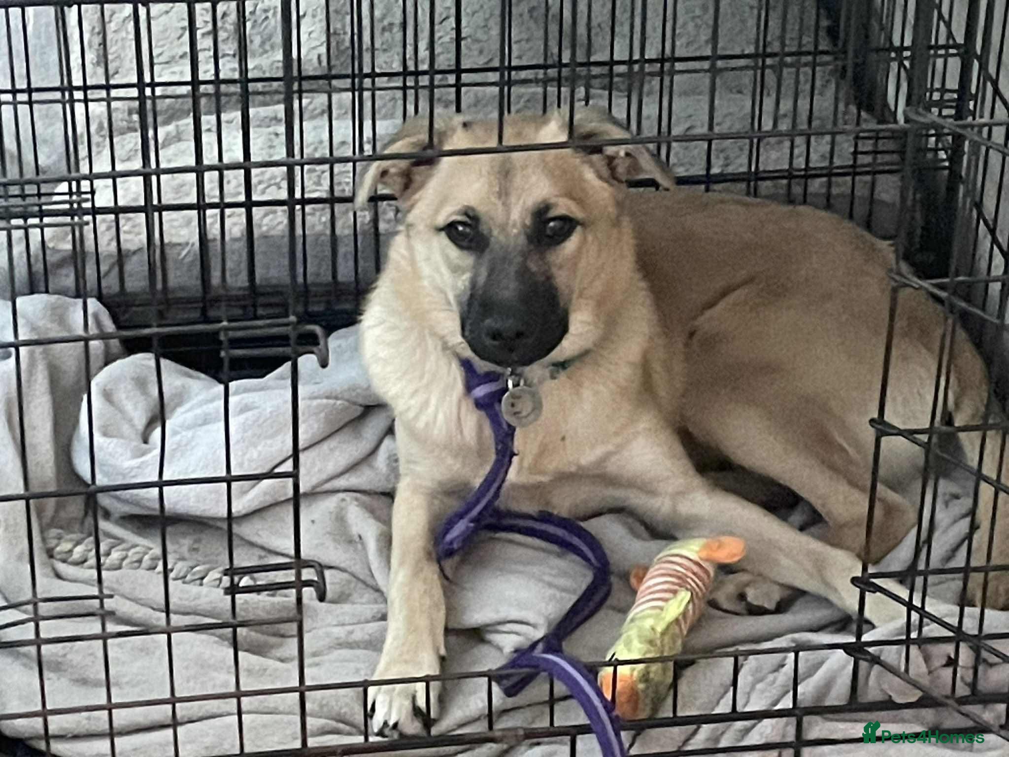 Mixed Breed dogs Luanna - Hingham Norfolk  - Advert 16