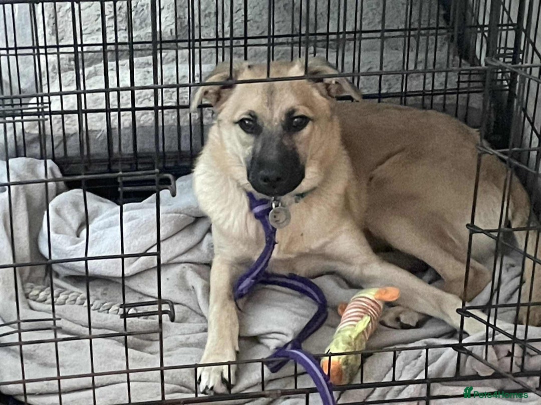 Mixed Breed dogs for adoption: Luanna - Hingham Norfolk  - Image 1