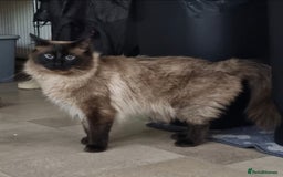 Ragdoll cats for sale: Chocolate Point Ragdoll male - Advert 11