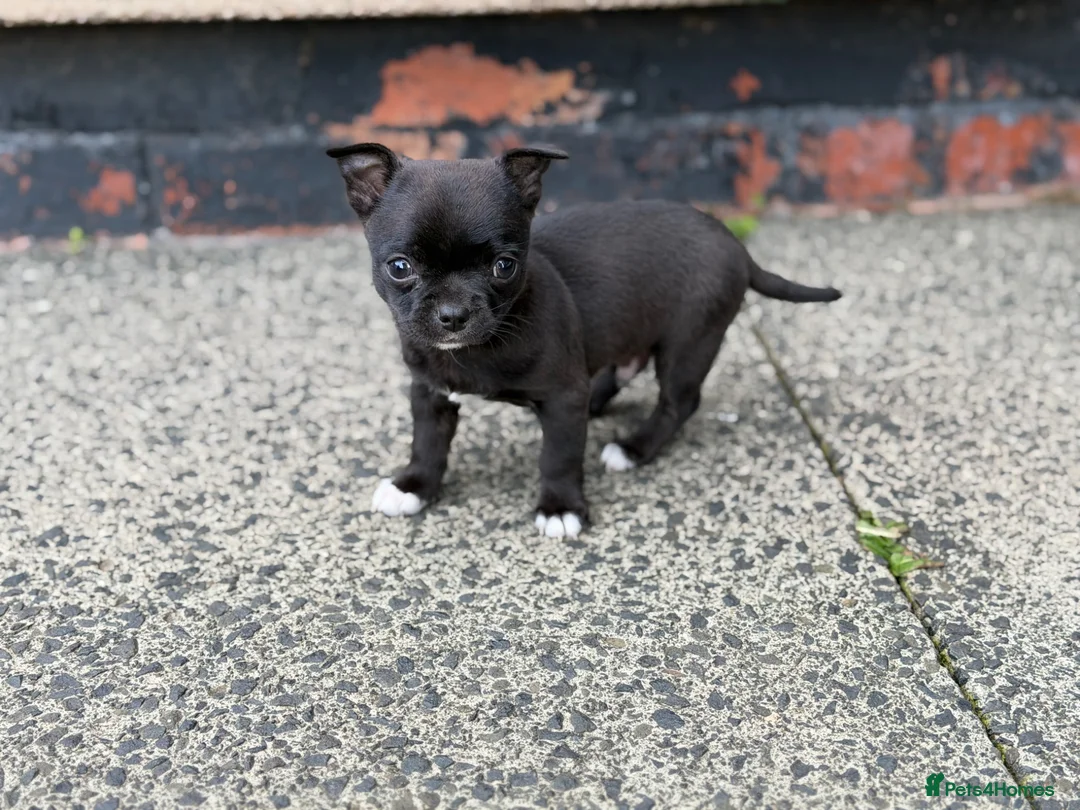 Chihuahua dogs for sale: Chihuahua puppy male for sale  - Advert 13