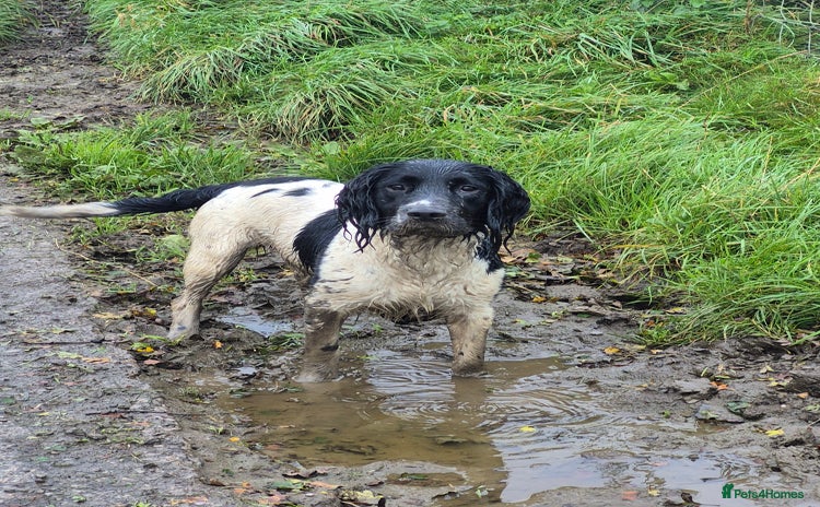 English Springer Spaniel dogs - Advert 18