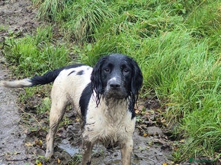 English Springer Spaniel dogs - Advert 20