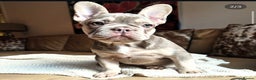 French Bulldog dogs for sale: Ready now-  Well bred, beautiful temperament pups - Advert 9