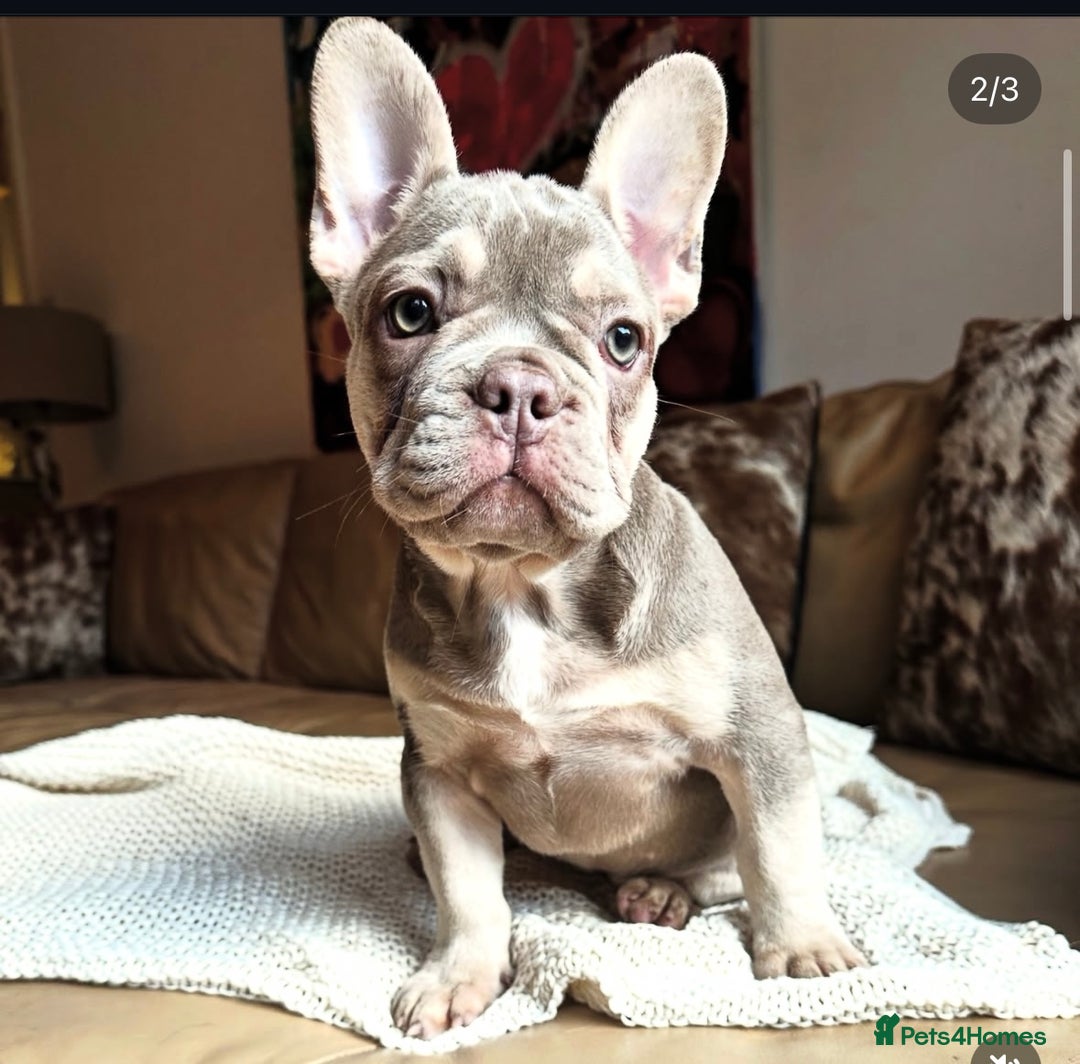 French Bulldog dogs for sale: Ready now-  Well bred, beautiful temperament pups - Advert 9