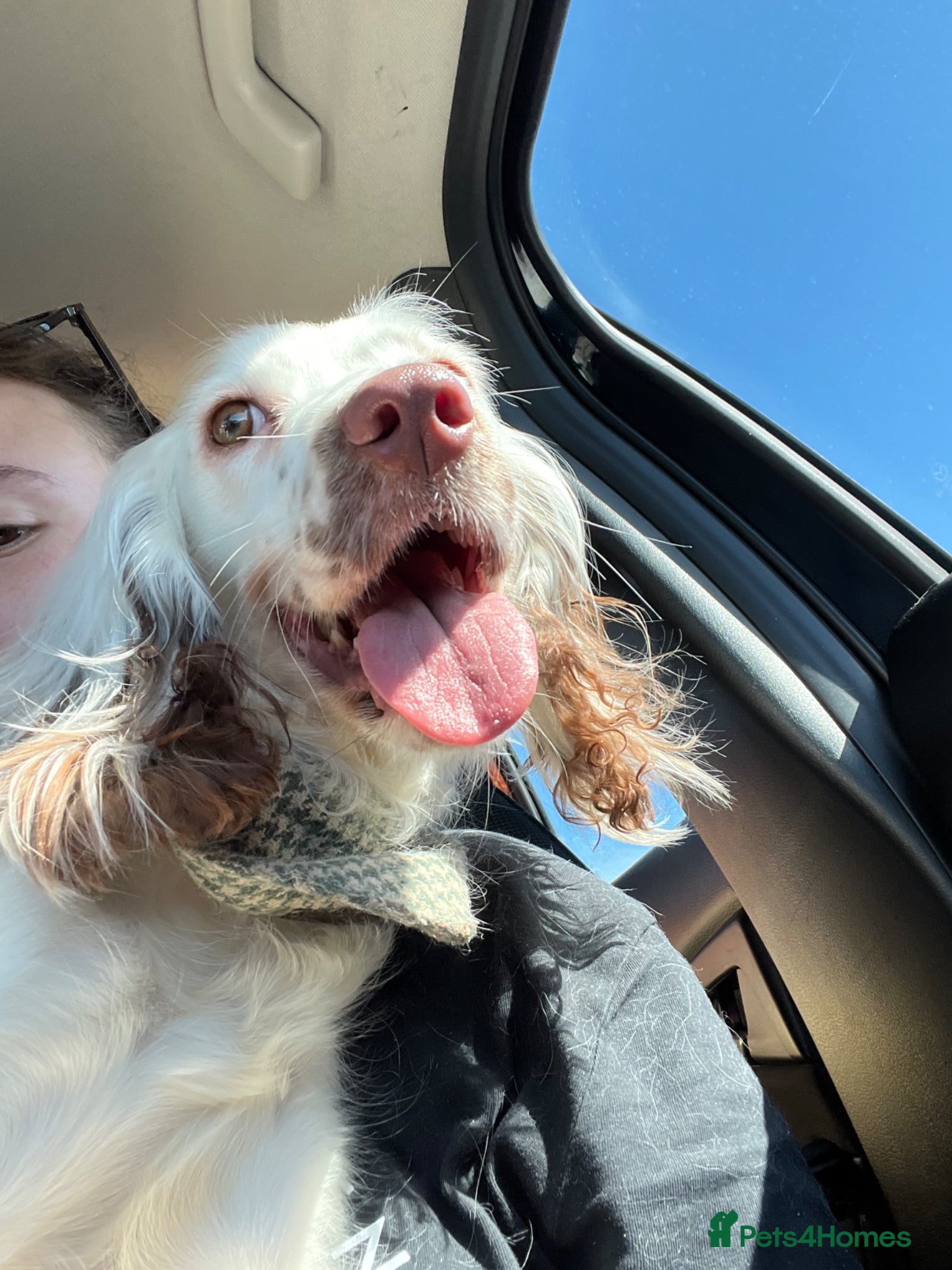 English Springer Spaniel dogs for sale: Beautiful 2yr Eng Springer Spaniel for Rehome - Advert 2
