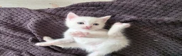 Mixed Breed cats for sale: 🔹️🔸️🔹️Kittens🔸️domestic cat x Ragdoll 🔹️🔸️ - Advert 15