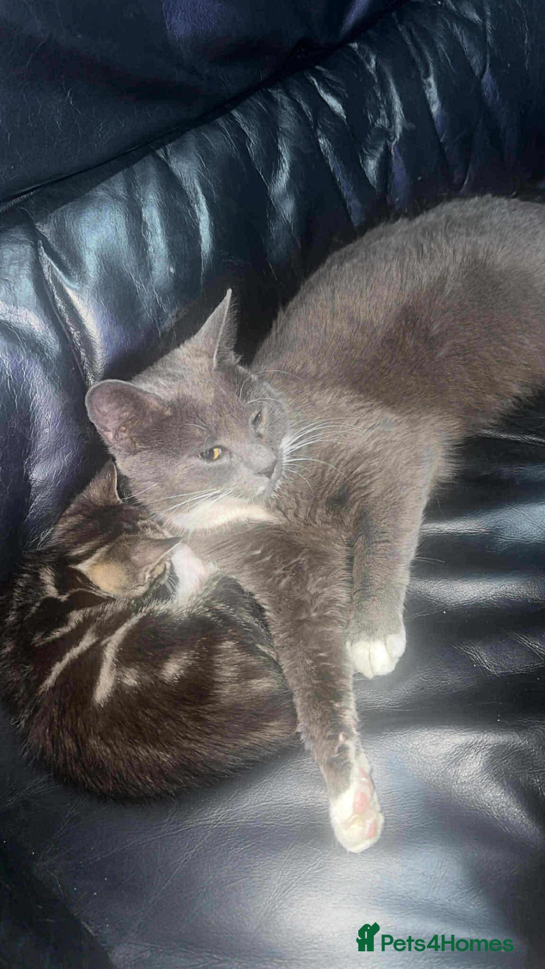 Mixed Breed cats for sale: 3 beautiful female kittens - Advert 7