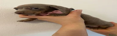 Dachshund 5