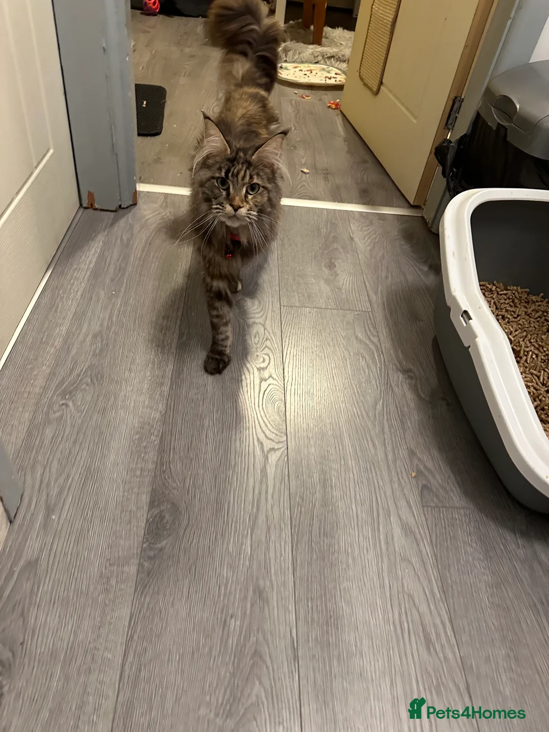 Maine Coon cats for sale: Pure breed Maincoon  - Advert 6