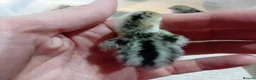 Quail poultry for sale: Snowflake Bobwhite Quail Chicks - Advert 7