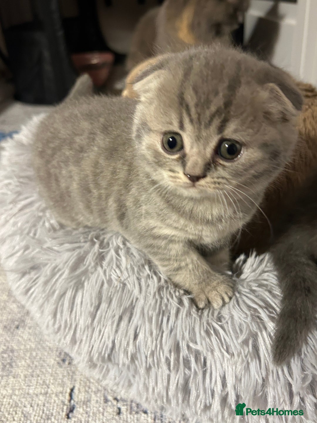 Scottish Fold cats for sale: Scottish Fold Female Kitten Blue/Silver Rare - Advert 4